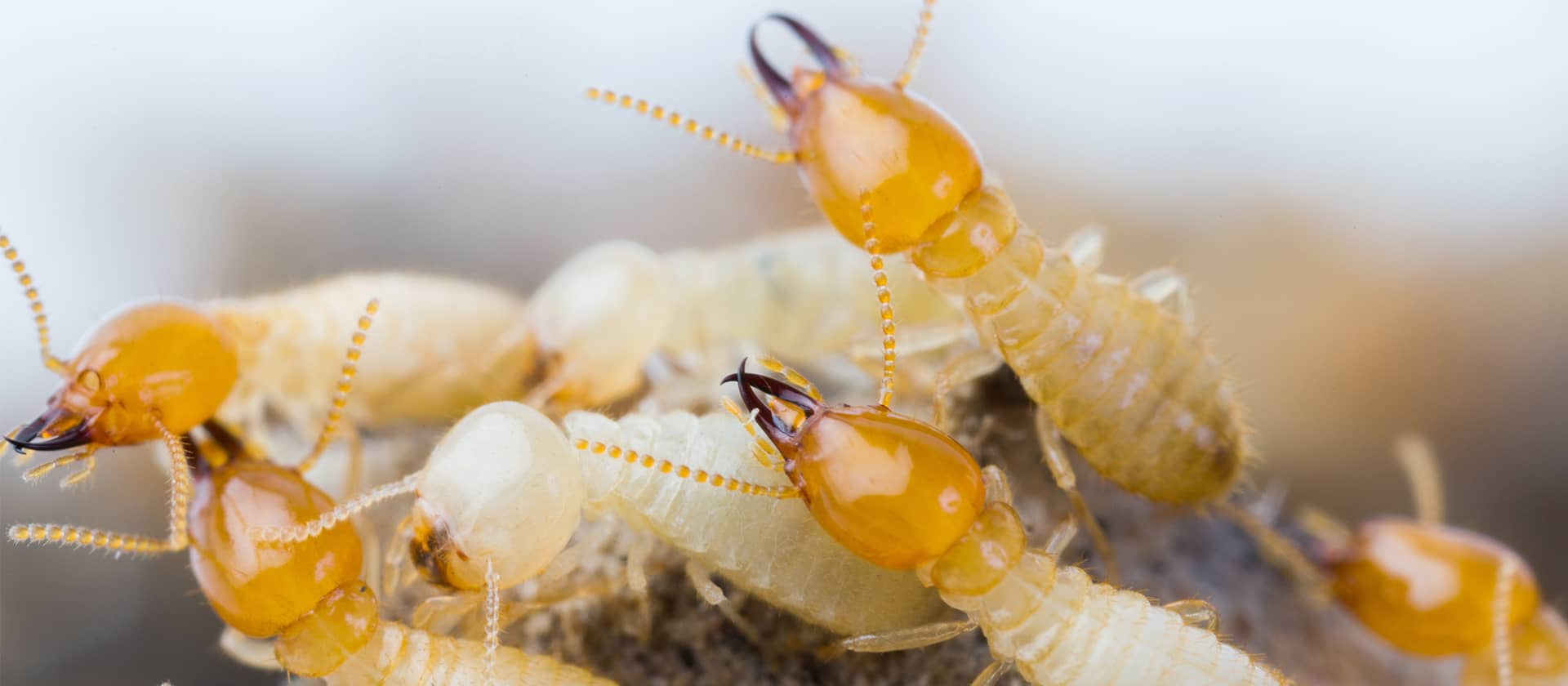 Termites